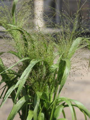 TROPHÉE DANS LA CATÉGORIE PLANTES ANNUELLES OU BISANNUELLES : panicum capillare