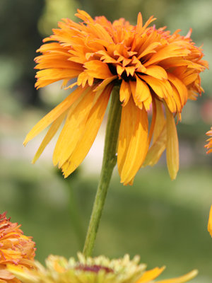 GRAND PRIX SAINT-JEAN : echinacea purpurea 'Marmelade'