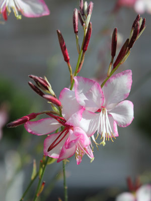 PRIX DE LA PRESSE : Gaura 'Rosy Jane'