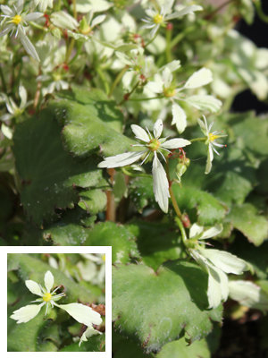 Prix de la SNHF : saxifrage fortunei var. incisolobata 'Setomidori'