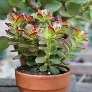 Crassula ovata 'Minor'