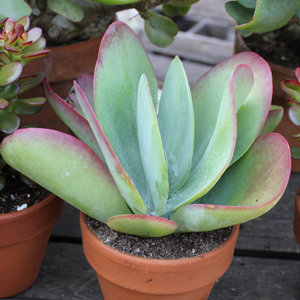 Kalanchoe thyrsiflora