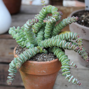 Crassula 'Hottentot'