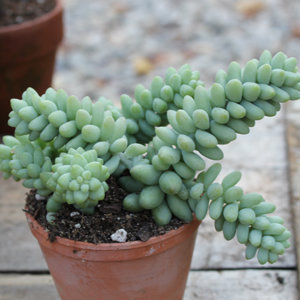 Sedum morganianum burrito