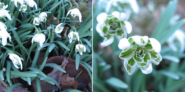 Floraison au printemps prochain