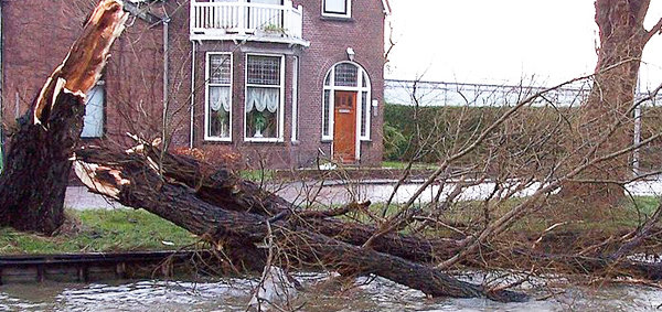 Dégâts sur les arbres et arbustes