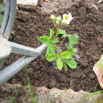 Arrosage à la plantation