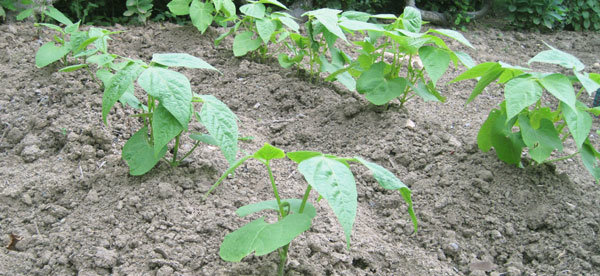 Au jardin potager