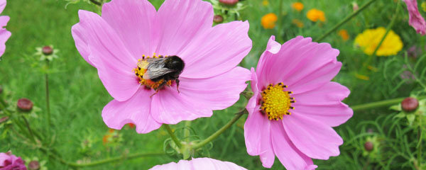 Au jardin d'ornement