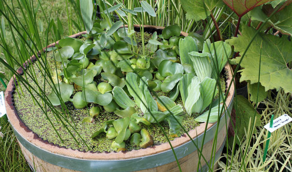 Transformation d'une demi barrique en bassin - Santonine - Plantes