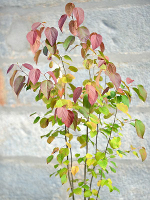 Trophée dans la catégorie arbres et arbustes : Poliothyrsis sinensis