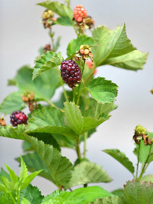 Trophée dans la catégorie plantes grimpantes : Rubus ‘Reuben’