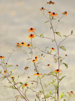 Trophée dans la catégorie plantes vivaces / bulbeuses : Rudbeckia triloba ‘Prairie Glow’