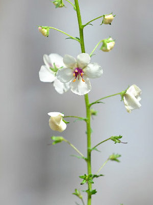 Trophée dans la catégorie plantes annuelles ou bisannuelles : Verbascum blattaria v. album
