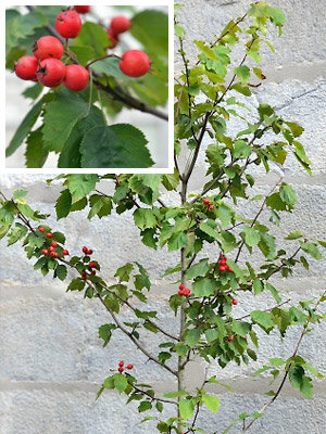 Grand Prix de Saint-Jean : Crataegus x durobrivensi