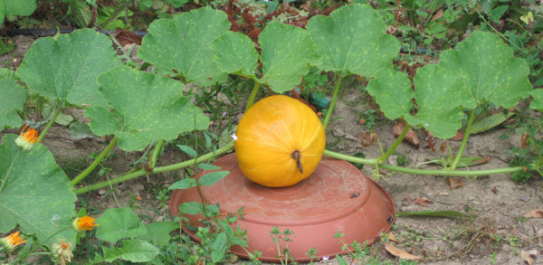 Au jardin potager