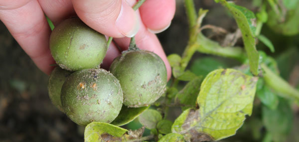 Petits fruits de la pomme de terre