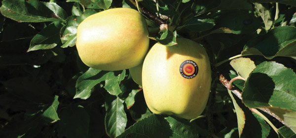 Une pomme de terroir français