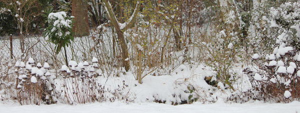 Les dégats du sel de déneigement dans le jardin