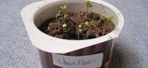 jeunes pousses de chou-fleur