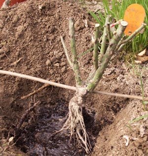 Comment planter un rosier à racines nues ?