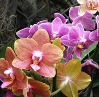 La serre tropicale aux orchidées