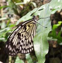 La serre aux papillons exotiques 