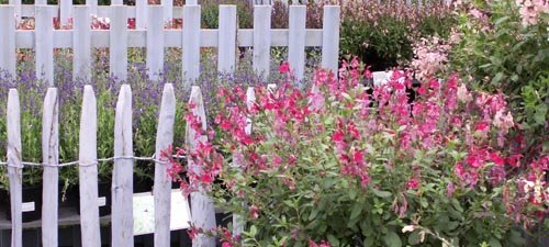 Stand Fleurs et Senteurs :