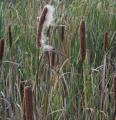 Massette - Typha