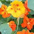 Capucine - Tropaeolum