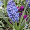 Jacinthe - Hyacinthus