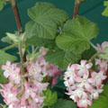 Groseillier à fleurs - Ribes sanguineum 