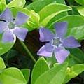 Petite pervenche - Vinca minor 