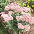 Sedum spectabile - Orpin