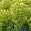 Euphorbe characias - Euphorbia