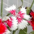 Oeillet de Chine - Dianthus chinensis