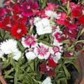 Oeillet de Chine - Dianthus chinensis