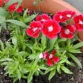 Oeillet de Chine - Dianthus chinensis