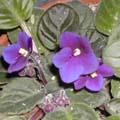 Saintpaulia - Violette du Cap - Violette africaine