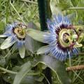 Passiflora caerulea - Fleur de la Passion