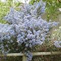 Céanothe - Ceanothus