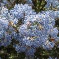 Céanothe - Ceanothus