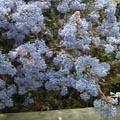 Céanothe - Ceanothus