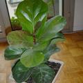 Ficus lyrata - Figuier lyre