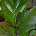 Ficus lyrata - Figuier lyre