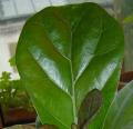 Ficus lyrata - Figuier lyre