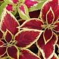 Coleus