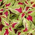 Coleus