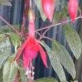 Fuchsia hybride