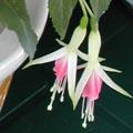 Fuchsia hybride